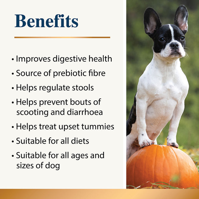 Infographic showing pumpkin powder supplement benefits for dogs with lifestyle dog image