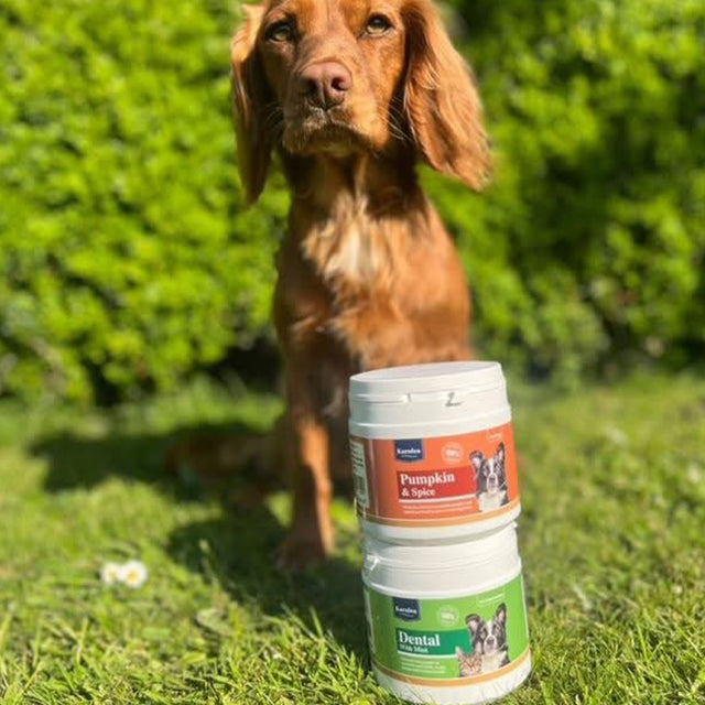 Dog outdoors with Karnlea Pumpkin and Spice and Dental dog supplements stacked on grass
