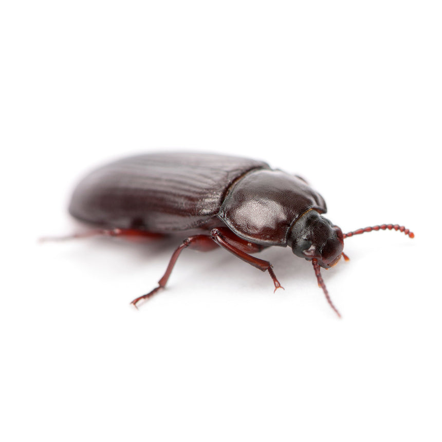 Live adult mealworm beetle on a white background
