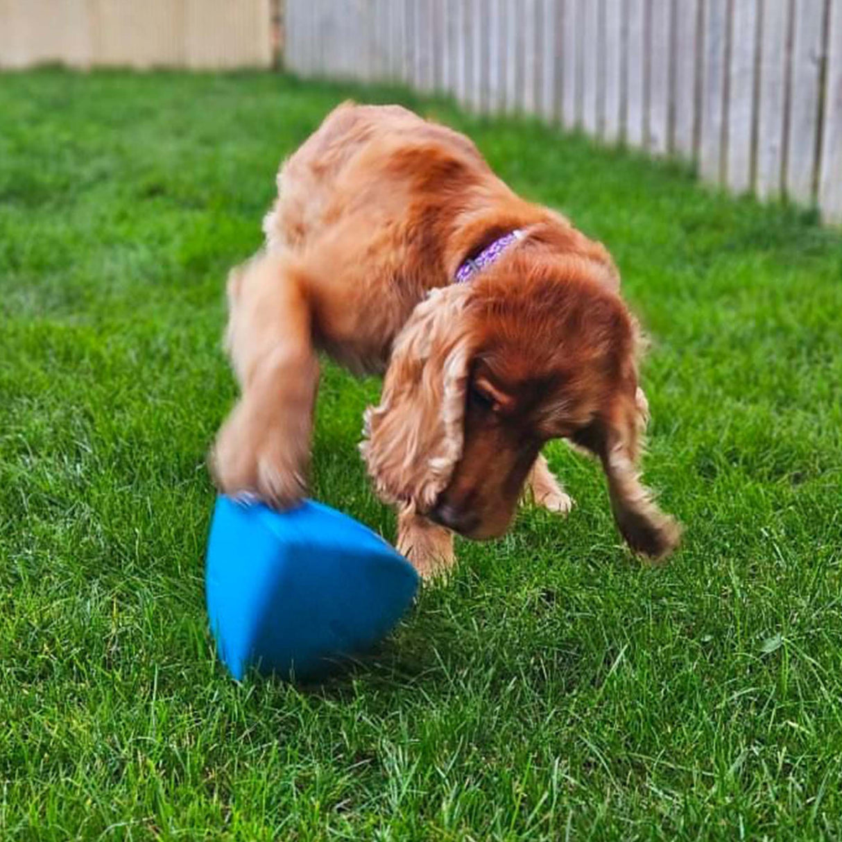Roolo Enrichment Bopping Ball