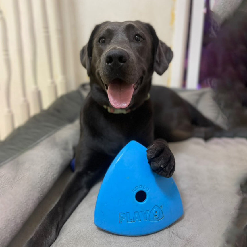 A black dog happily showing Roolo toy