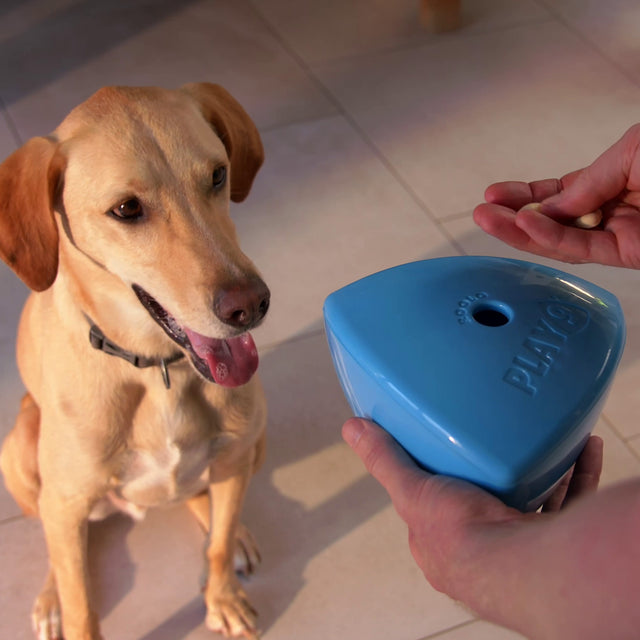 Dog engaging with blue Roolo interactive dog enrichment toy while owner adds a treat