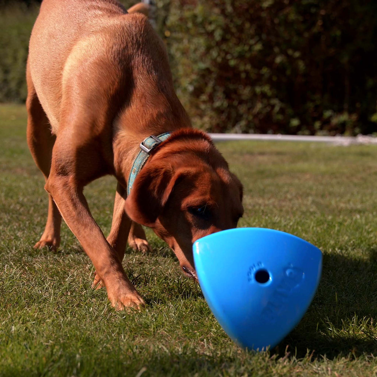 Dog engaging with blue Roolo interactive enrichment toy outdoors on grass