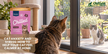 Indoor cat watching another cat through a glass patio door, illustrating a possible source of cat stress at home
