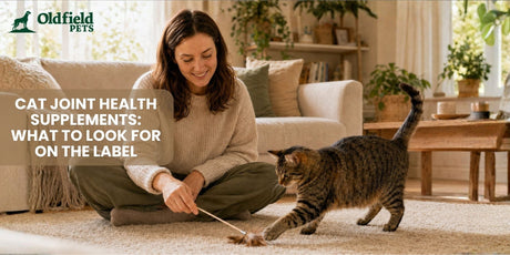 Smiling cat parent playing with a mature tabby cat using a feather wand at home