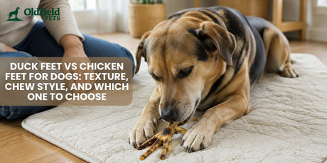 Dog chewing an air-dried poultry foot on a rug while its owner sits nearby