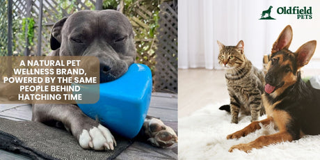 A Natural Pet Wellness Brand, Powered by the Same People Behind Hatching Time