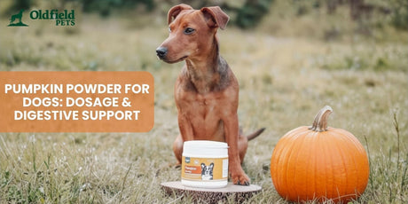 Karnlea's Pumpkin Powder for Dogs in front of a dog on the grass