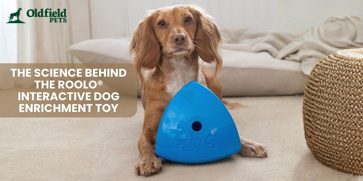Roolo interactive dog enrichment toy with dog on indoor bed