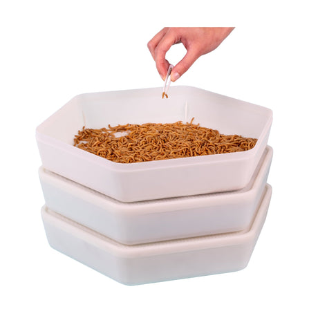 Mealworm Farming Kits