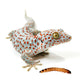 Reptiles