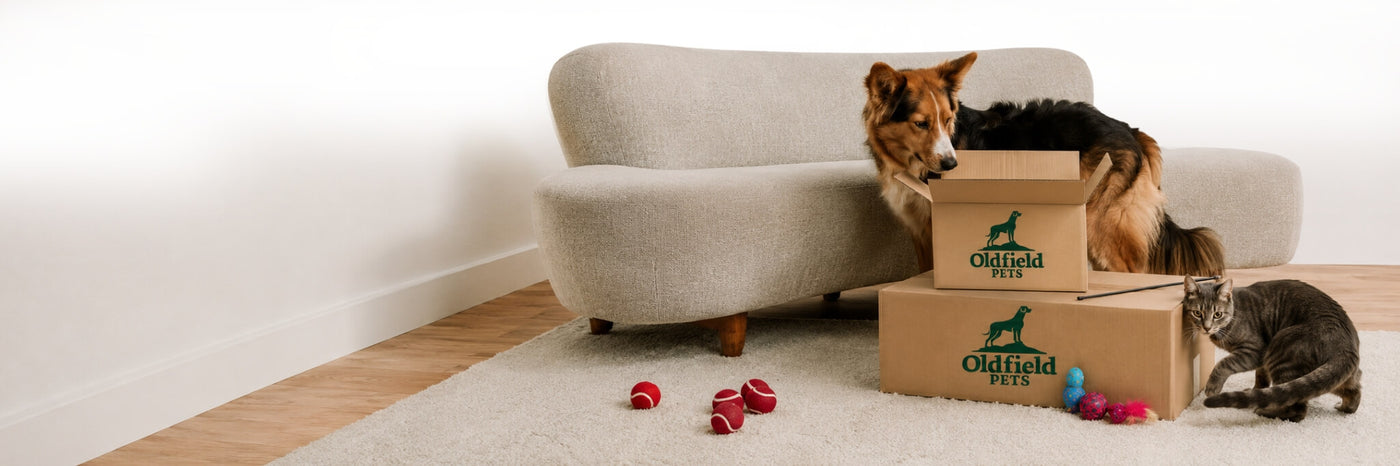 Cat and dog with a couch and branded boxes.