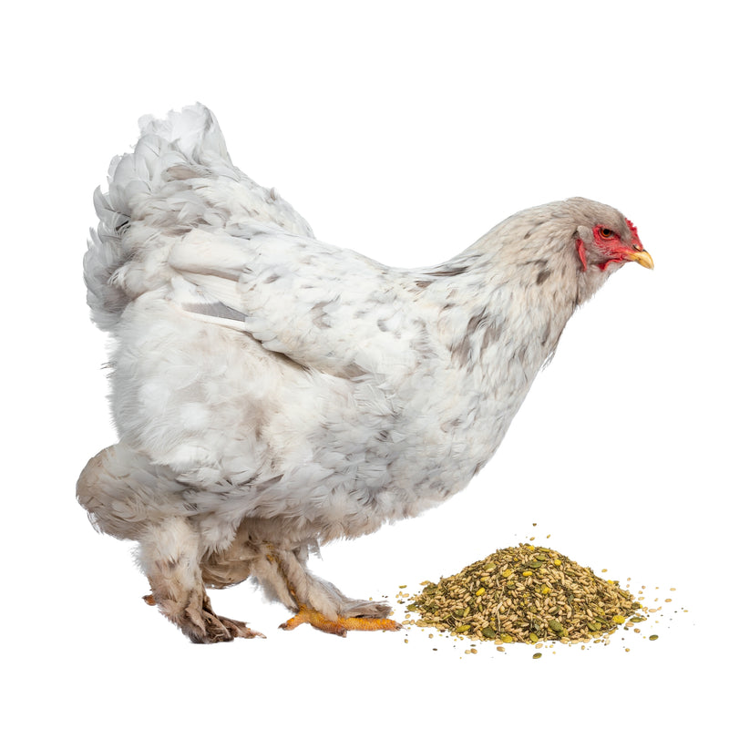 White chicken with a red comb standing next to a pile of chicken feed on a white background