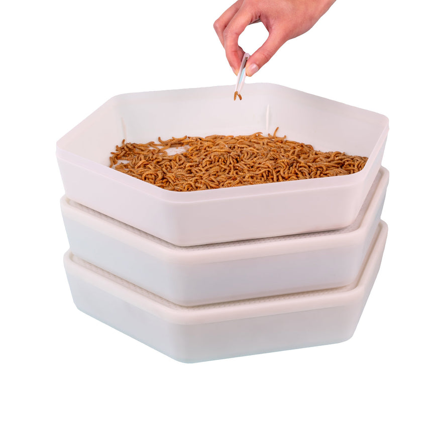 The Mealworm Farming Kits