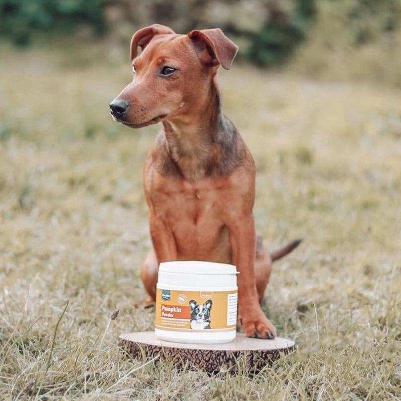 Dog outdoors with Karnlea Pumpkin Powder dog supplement placed on a wooden stand