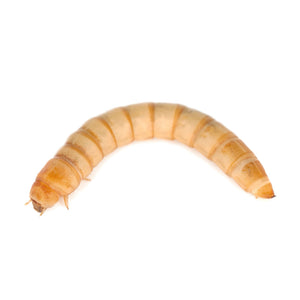 Single live mealworm on a white background
