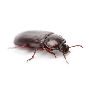 Live adult mealworm beetle on a white background