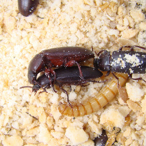 Adult mealworm beetles and mealworm larvae in bran bedding