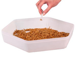 Hand using tweezers to pick a mealworm from a mealworm storage tray