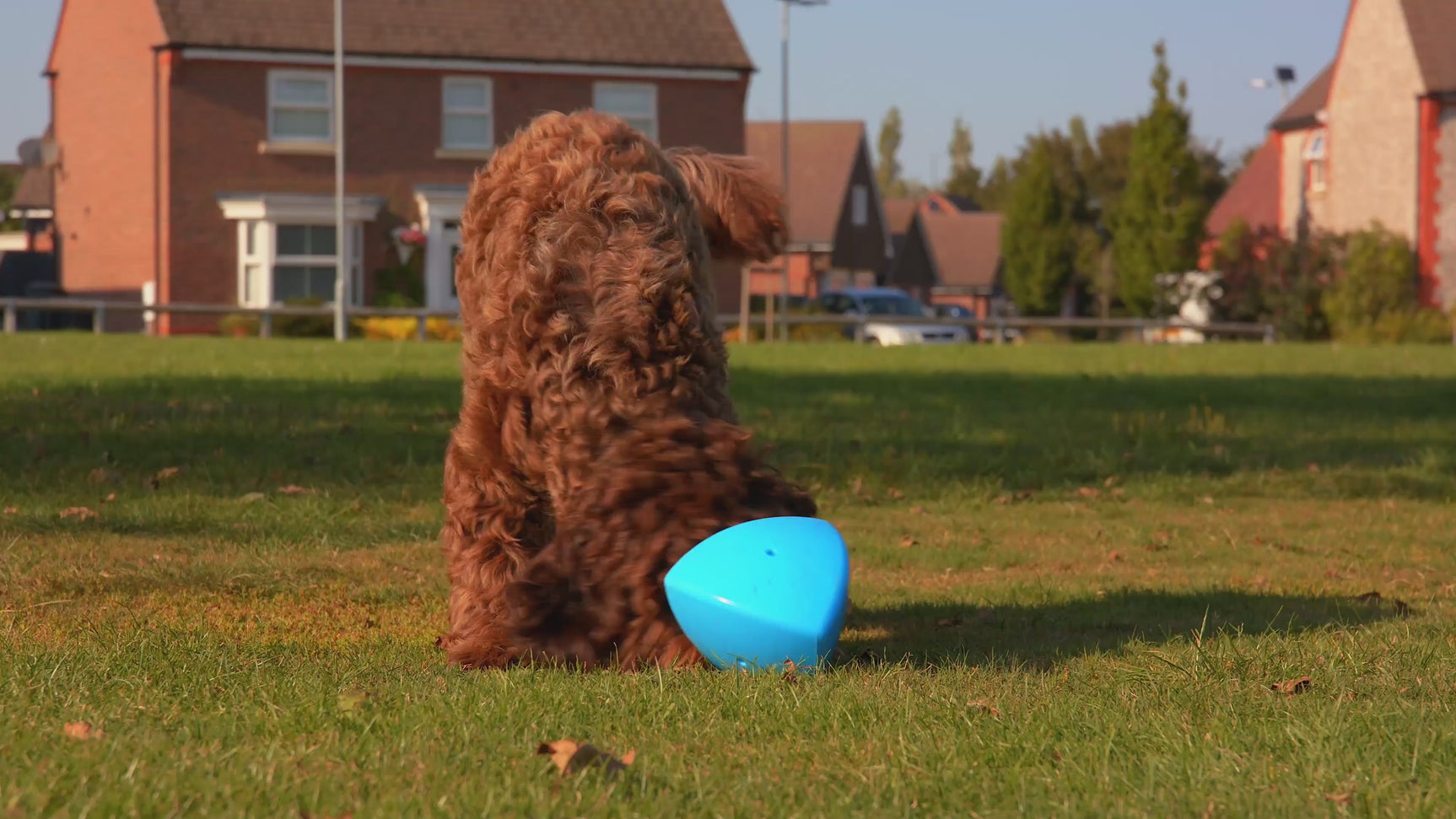 Product video of the blue Roolo interactive dog enrichment toy by PLAY9 in use